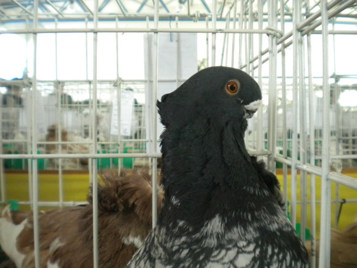 brasov 2012 066 - EXPO BRASOV 2012