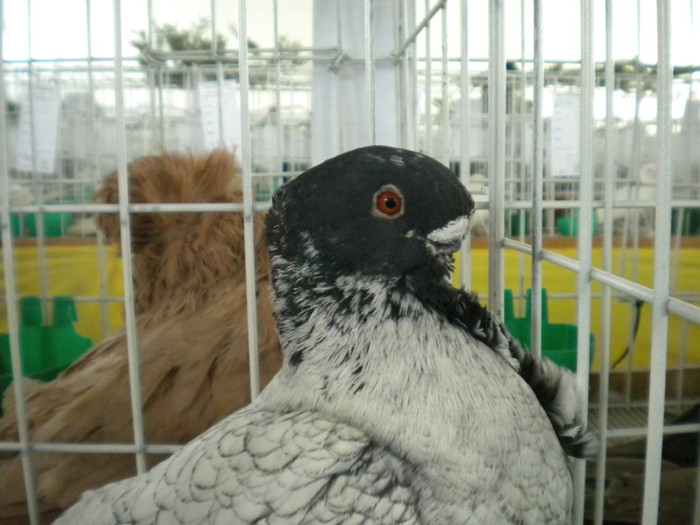 brasov 2012 069 - EXPO BRASOV 2012