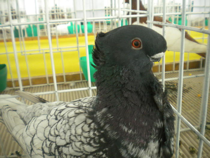 brasov 2012 078 - EXPO BRASOV 2012