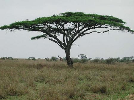 acacia tortilis