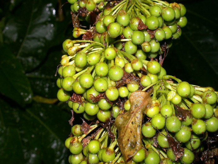 Acnistus arborescens; wild tobacco
