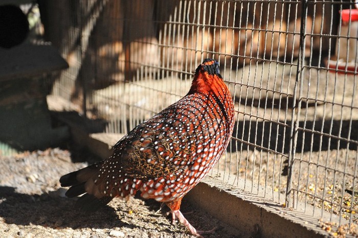 7OO_6766 - Fazanul Decor - Tragopan