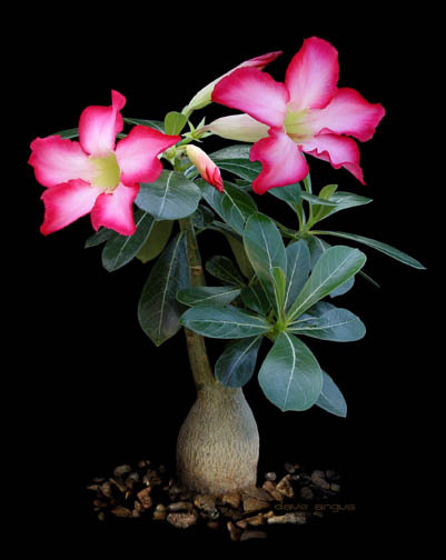 Adenium obesum