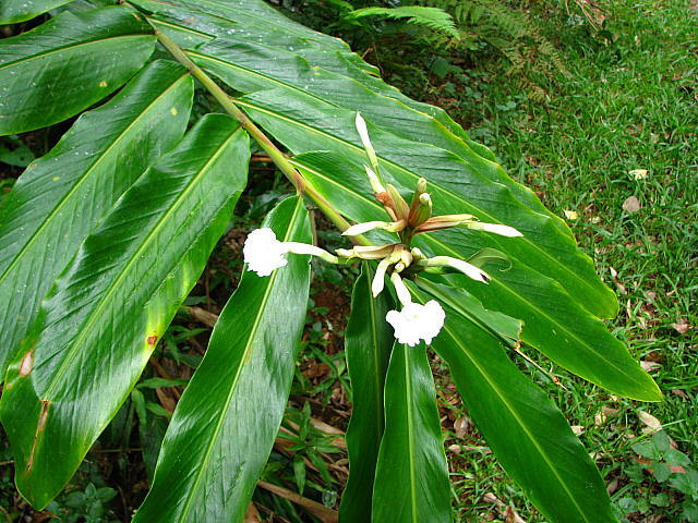 Alpinia arctiflora