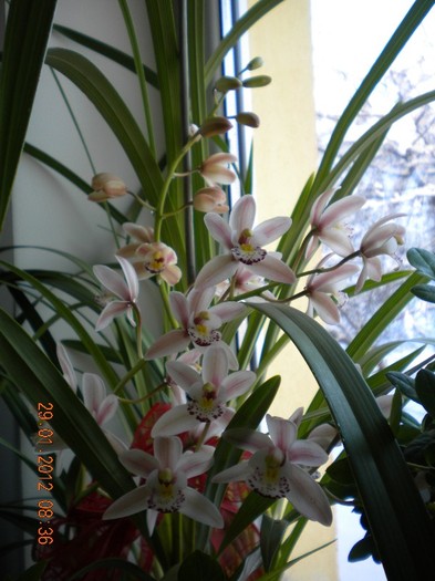  - orhidee 2012