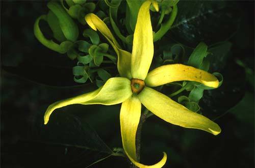 ylang-ylang