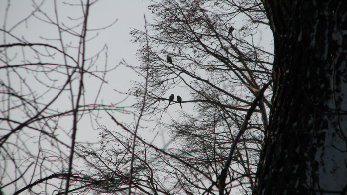 IMG_6637 - 4 papagali Marele Alexander pierduti erau liberi in parcul Carol