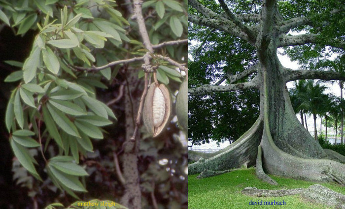 Ceiba pentandra - 1-de vanzare 2019-2020- SEMINTE TROPICALE RARE