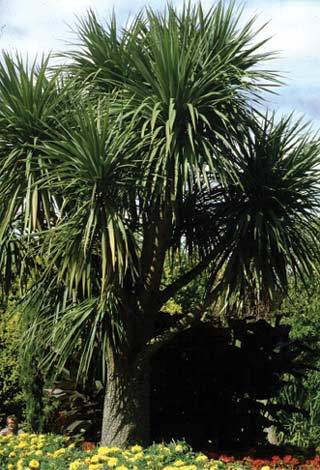 cordyline-australis - 1-de vanzare 2019-2020- SEMINTE TROPICALE RARE