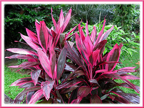 Cordyline terminalis