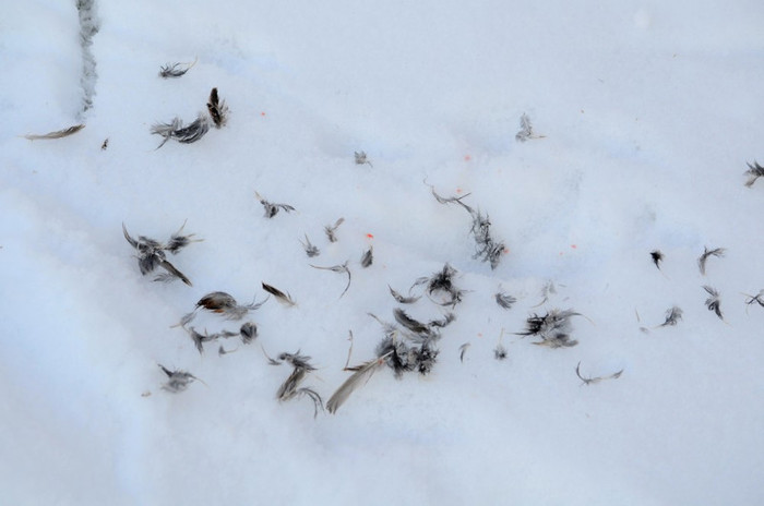 intalnire cu uliul - Animalutele mele