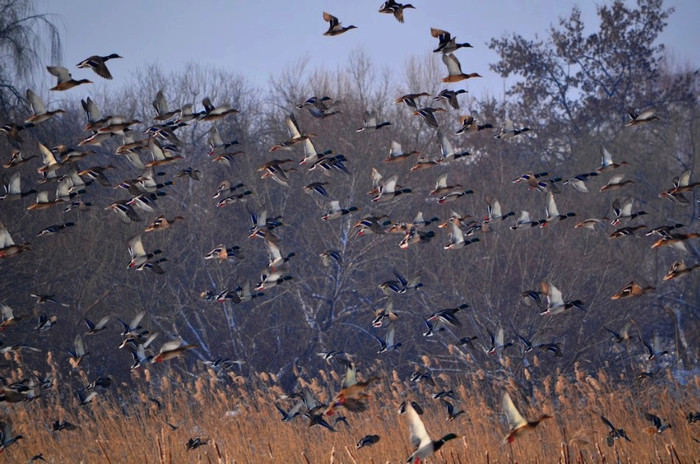 rate - Animalutele mele