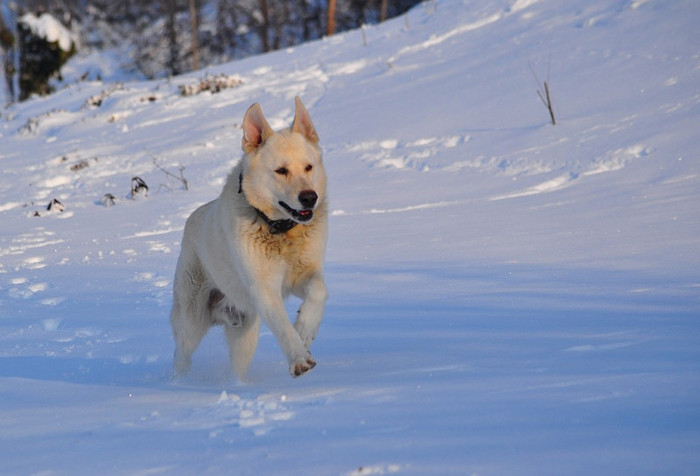fratiorul - Animalutele mele