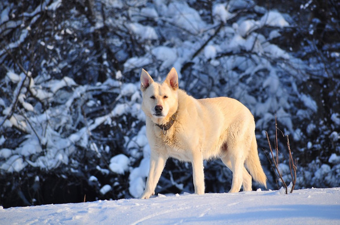 fratiorul - Animalutele mele