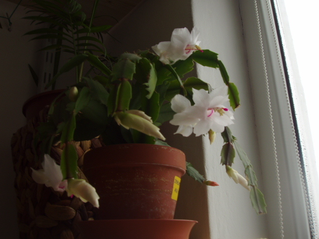 schlumbergera 29 ian - 0018 FLORI APT 2012