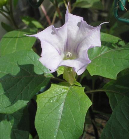 Datura ceratocaula