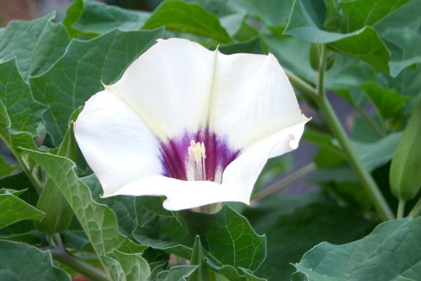 Datura Discolor