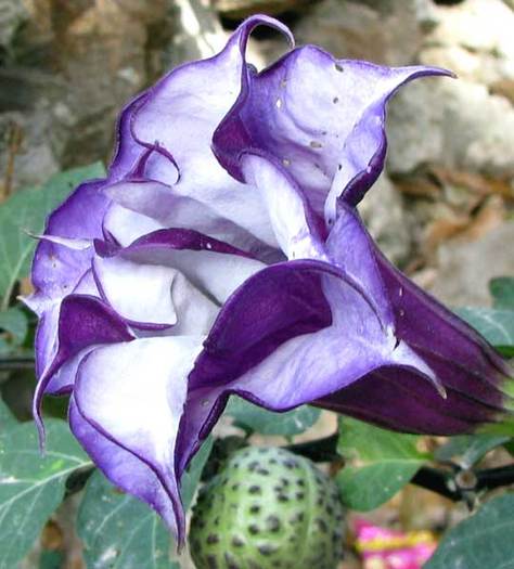 Datura metel