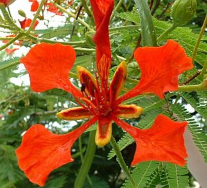 Delonix regia