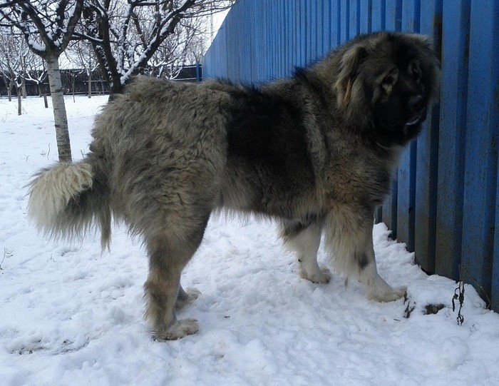 Kashmir Echinus 2 ani si 6 luni