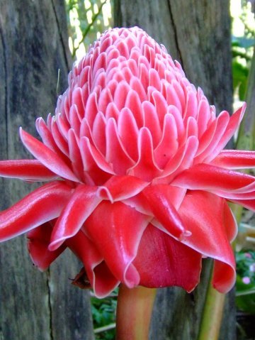 Etlingera elatior