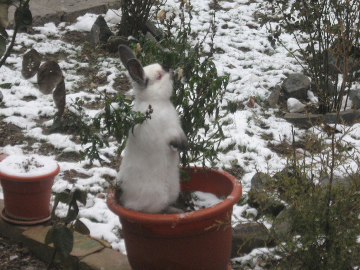 IMG_7843 - Iepuroiul Gymy