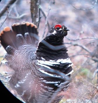 Spruce_Grouse_in_full_display - COCOSUL DE MUNTE