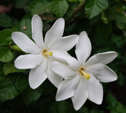 Gardenia thunbergia