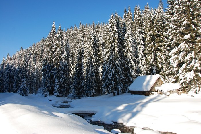 DSC_0106 - CATEUL BEAGLE PE MUNTE