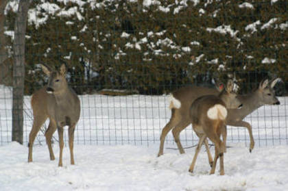 caprioare domesticite -austria