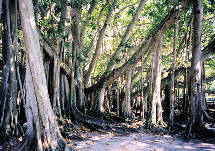 Ficus benghalensis