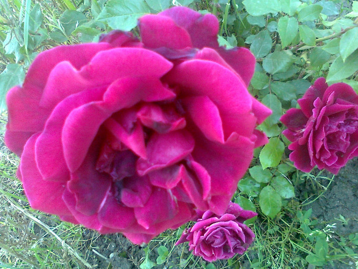 Fotografie1268 - trandafiri de gradina-butasi de vanzare