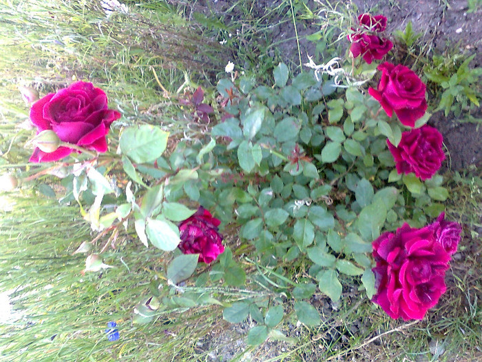 Fotografie1266 - trandafiri de gradina-butasi de vanzare