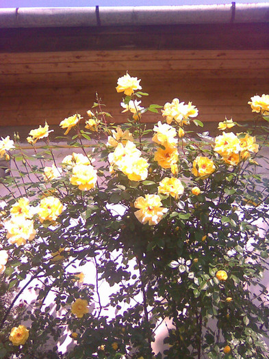 Imagine030 - Splendoare florala