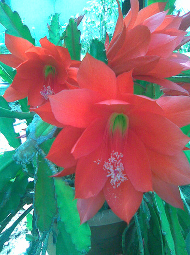 Imagine036 - Splendoare florala