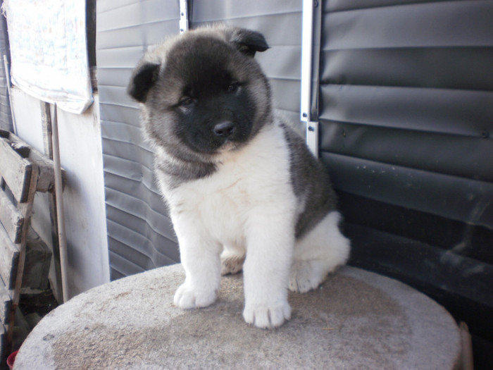 P1281853 - 23  arad akita inu american