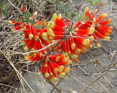 Erythrina arborescens