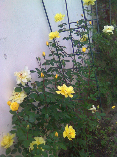 Imagine060 - Splendoare florala