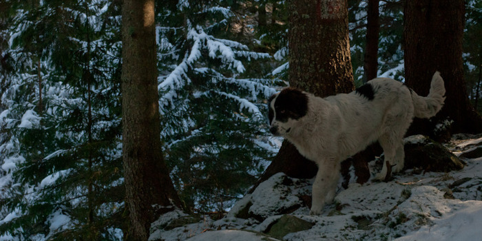 Voica sora lui Bruno - rudele lui Bruno