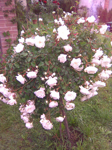 Ma clatin sub greutatea florilor