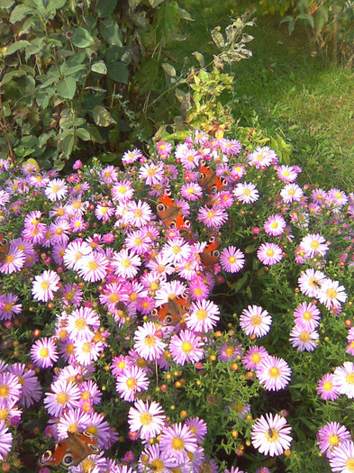 Imagine021 - Splendoare florala