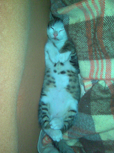 Max in lumea viselor; Max in lumea viselor
