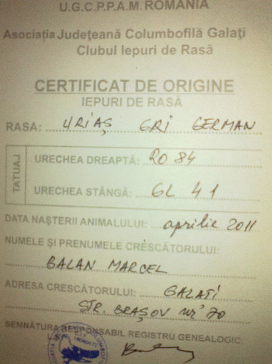 Certificatul de origine - 13 Mascul nr 1