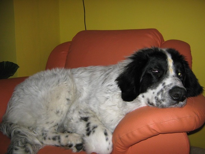 Bruno; Bruno cel melancolic...
