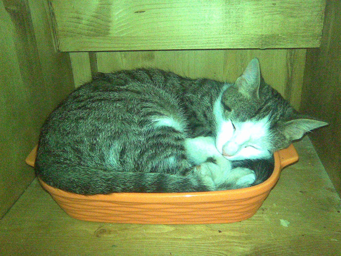 Am gresit patul.; AM GRESIT PATUL!
