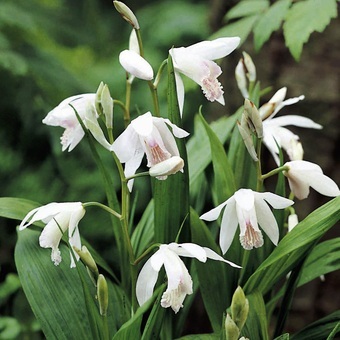 INDISPONIBIL Bletilla striata alba - Orhidee Habenaria Radiata si Bletilla alba si roz