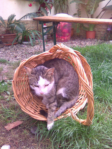 M-am crezut o floare; M-AM CREZUT O FLOARE.
