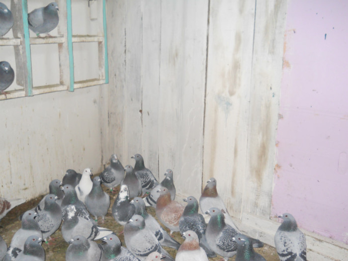 Picture 3556