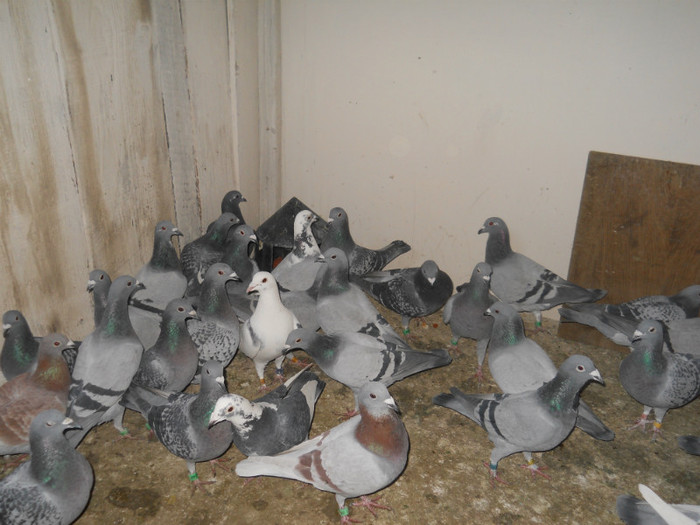 Picture 3557