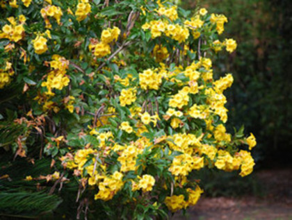 Tecoma stans
